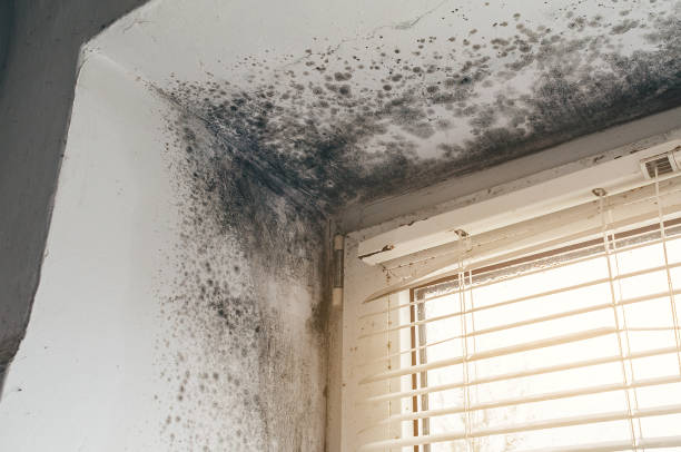 Affordable Hvac And Air Duct Mold Remediation solutions in Darien, IL
